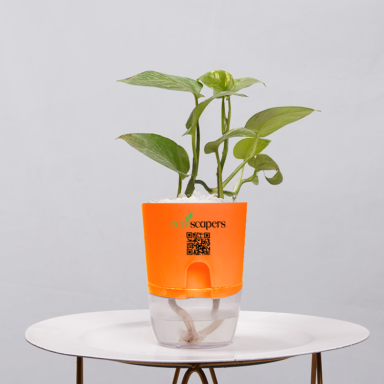 Money Plant Golden