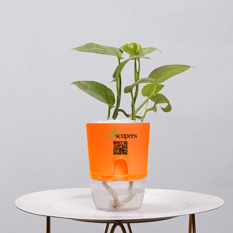 Money Plant Golden