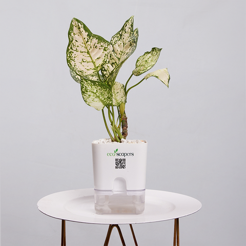 Aglaonema Snow white