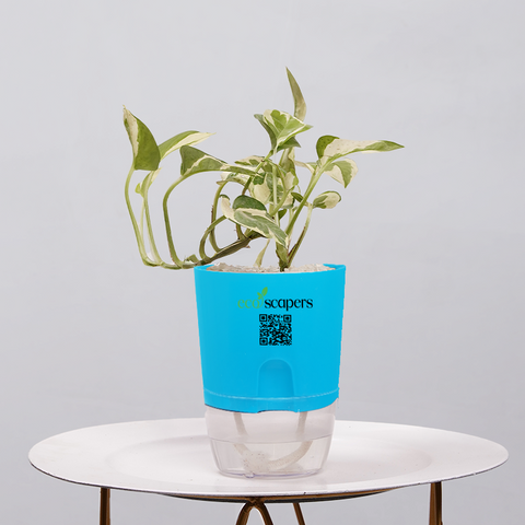 Money Plant Green (Pothos, Epipremnum aureum)