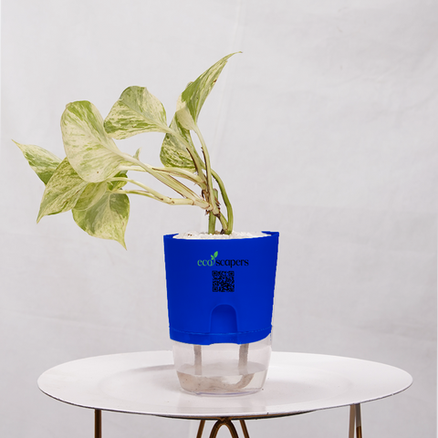 Money Plant Marble Queen