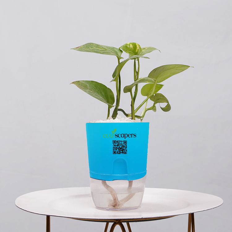 Money Plant Golden