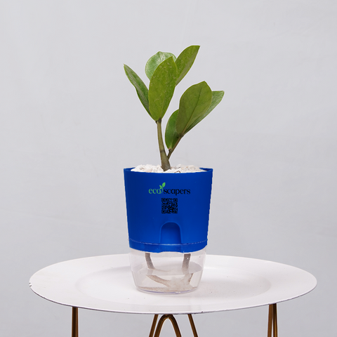 ZZ Plant (Zamioculcas zamiifolia)