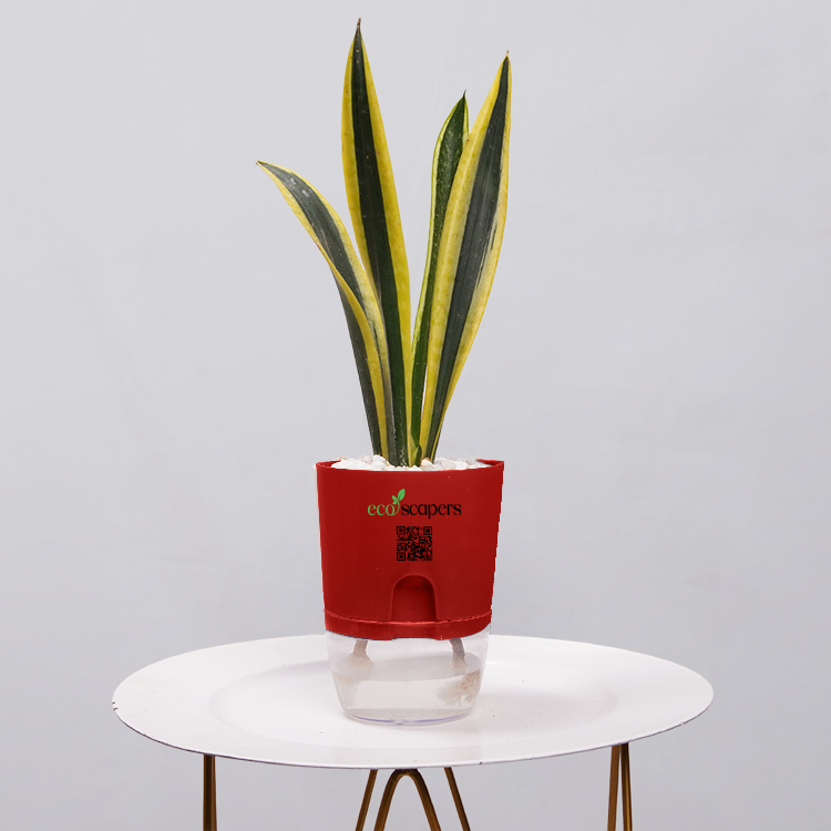 Snake Plant Dwarf Thai