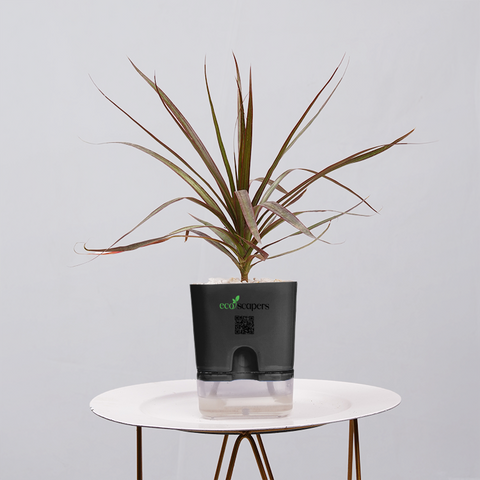 Dracaena Marginata (Dragon Tree)