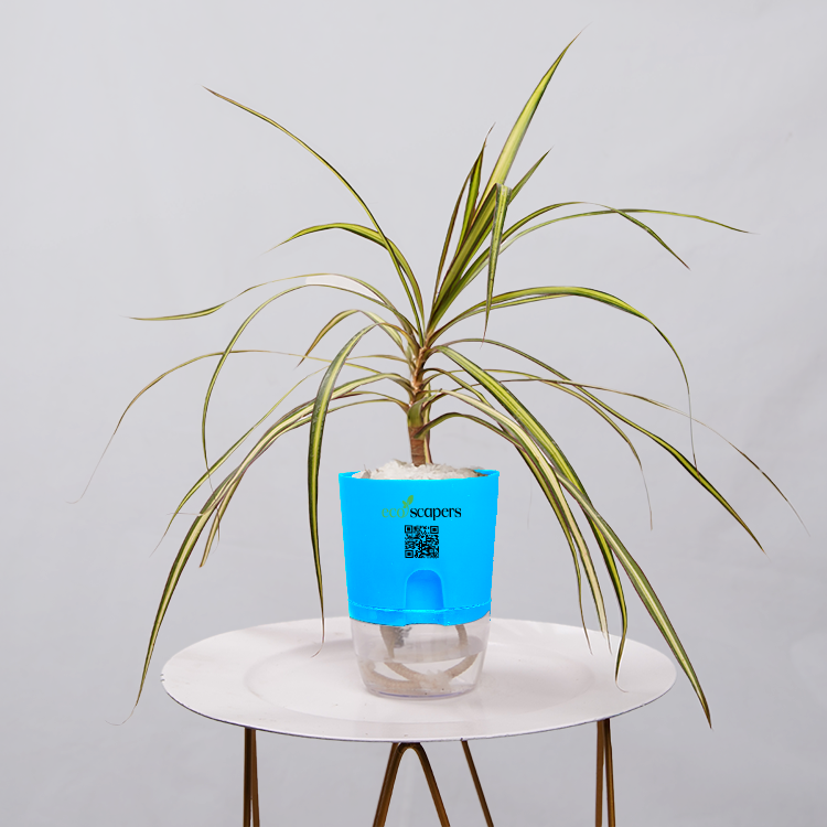 Dracaena marginata Madagascar multicolour