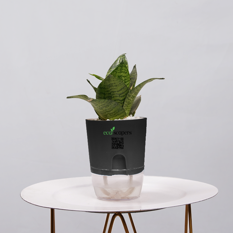 Snake Plant Bird’s Nest (Sansevieria Hahnii)