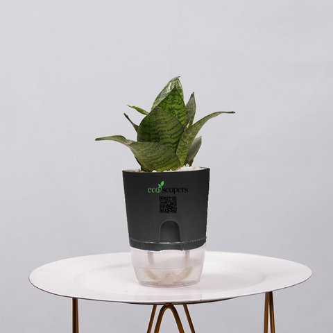 Snake Plant Bird’s Nest (Sansevieria Hahnii)