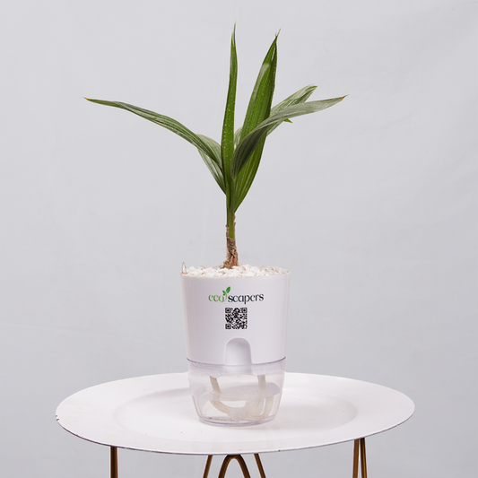 Coconut Palm Seedling 750