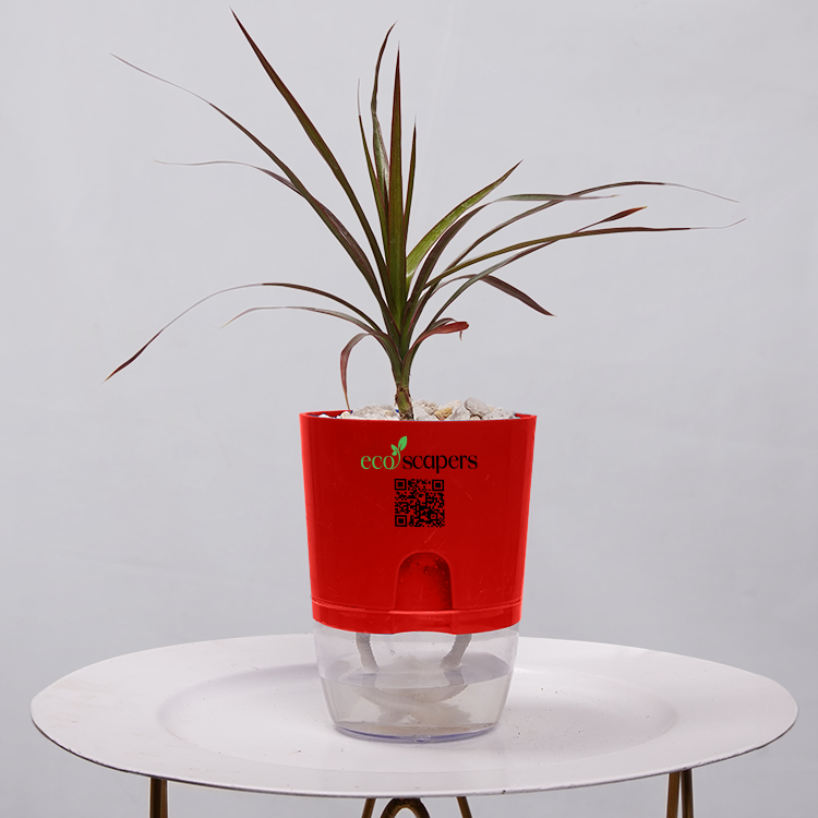 Dracaena Marginata (Dragon Tree)