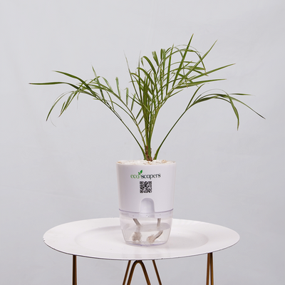 Phoenix Palm