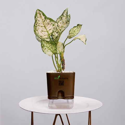 Aglaonema Snow white