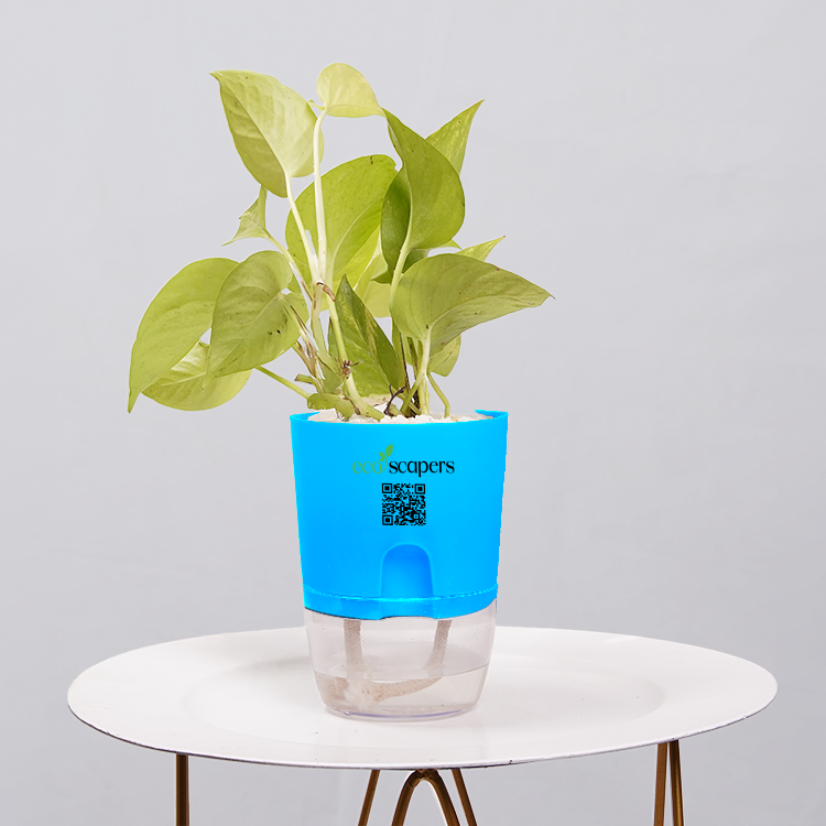 Money Plant Neon