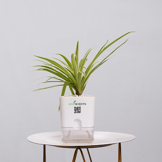 Spider Plant (Chlorophytum comosum) 750