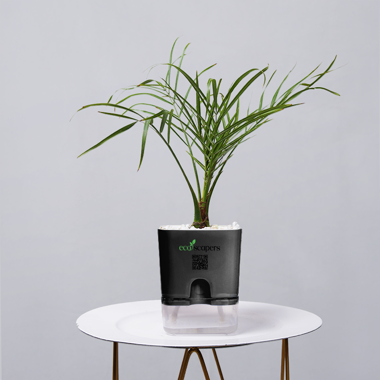Areca  Golden Cane Palm
