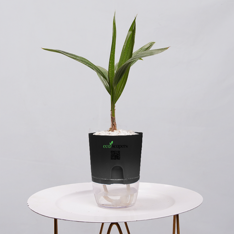 Coconut Palm Seedling