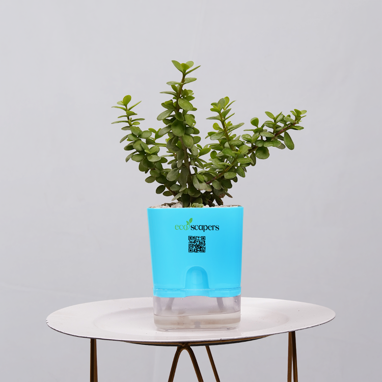 Jade Plant (Crassula ovata)