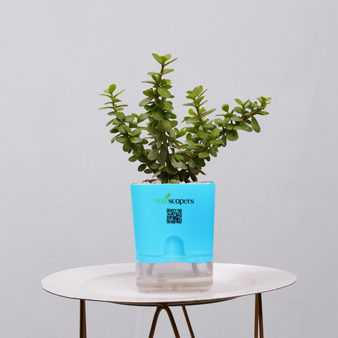 Jade Plant (Crassula ovata)