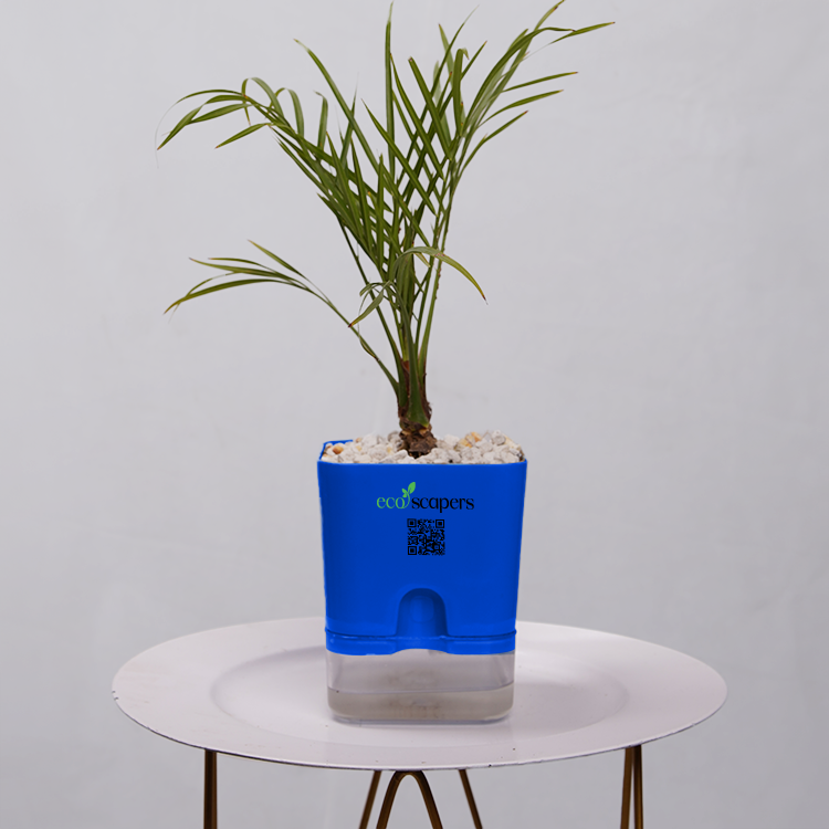 Phoenix Palm
