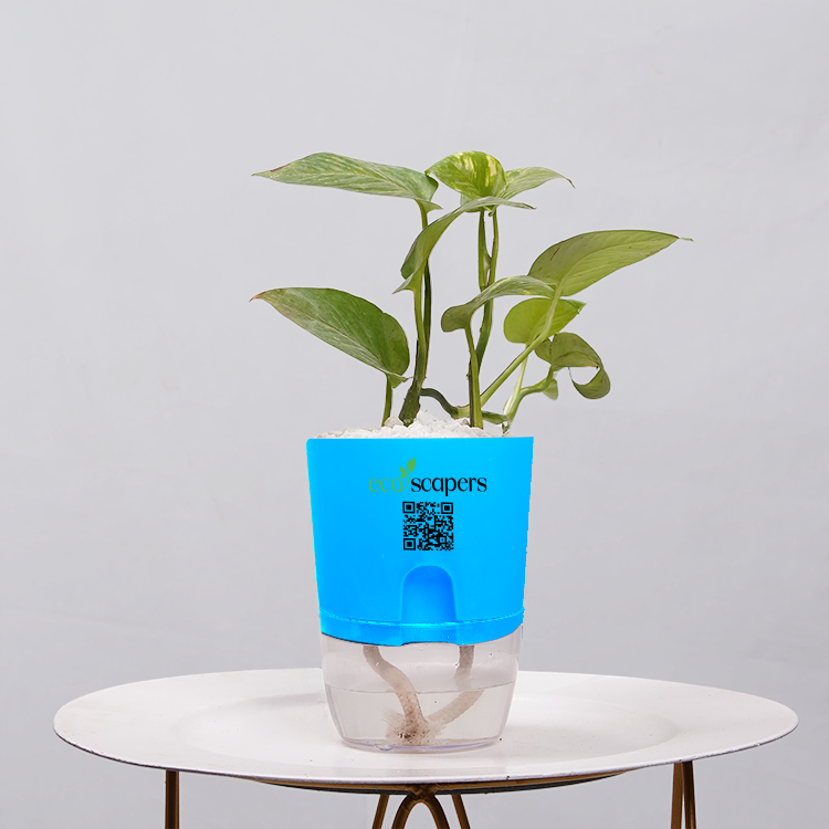 Money Plant Golden