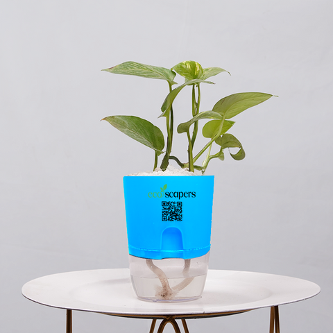 Money Plant Golden