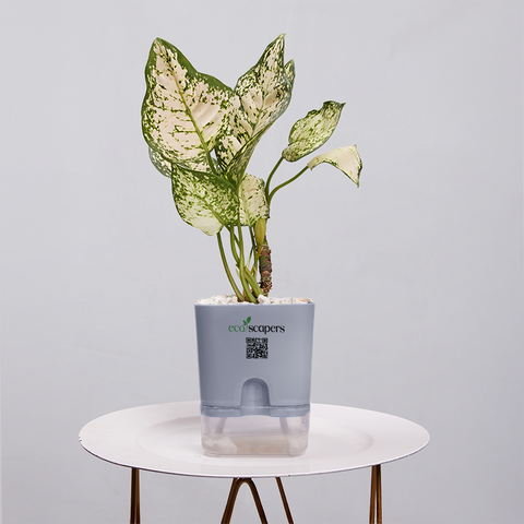 Aglaonema Snow white
