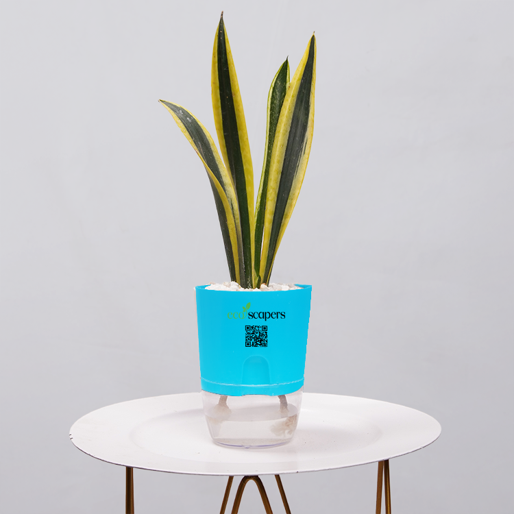 Snake Plant Dwarf Thai