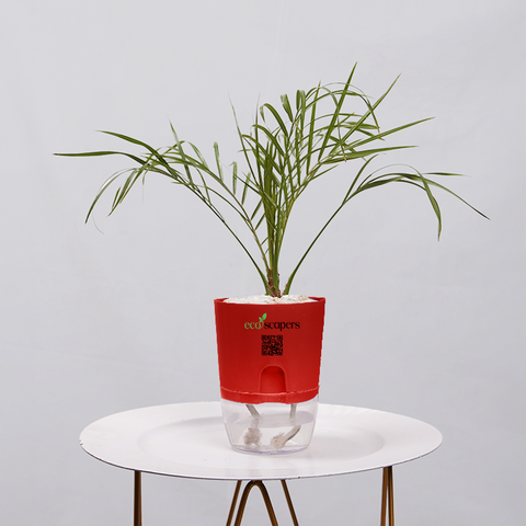 Phoenix Palm