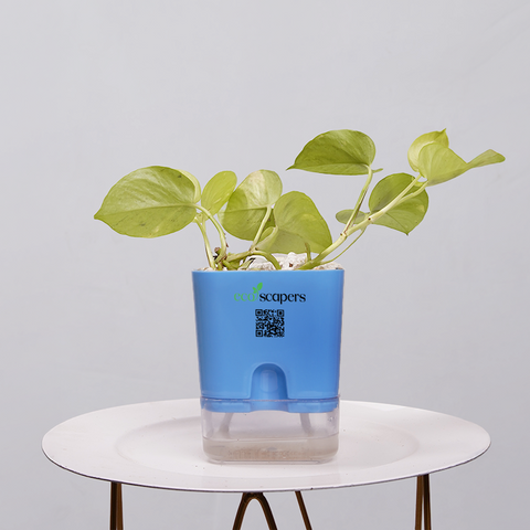 Money Plant Neon