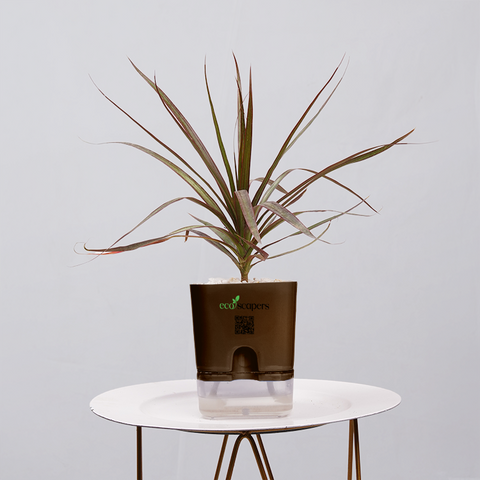 Dracaena Marginata (Dragon Tree)