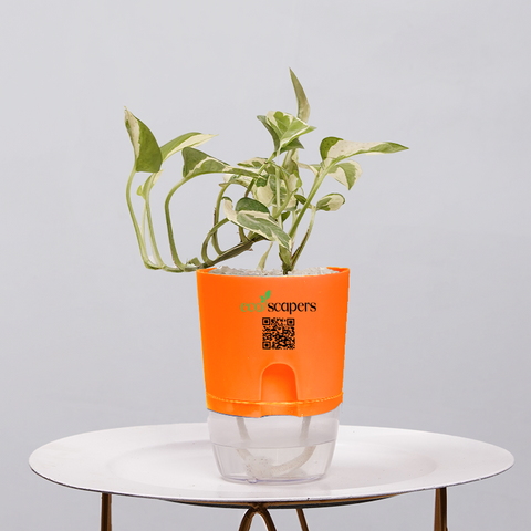 Money Plant Green (Pothos, Epipremnum aureum)