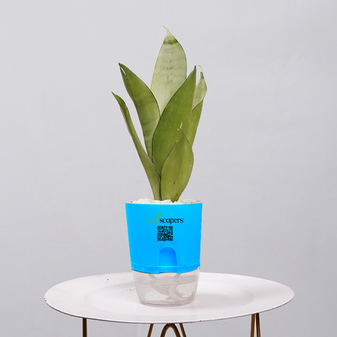 Sansevieria Moonlight