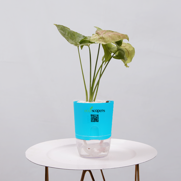 Syngonium Pink (Arrowhead Vine)