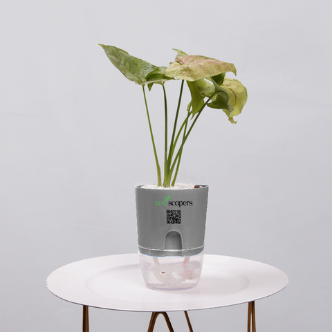 Syngonium Pink (Arrowhead Vine)