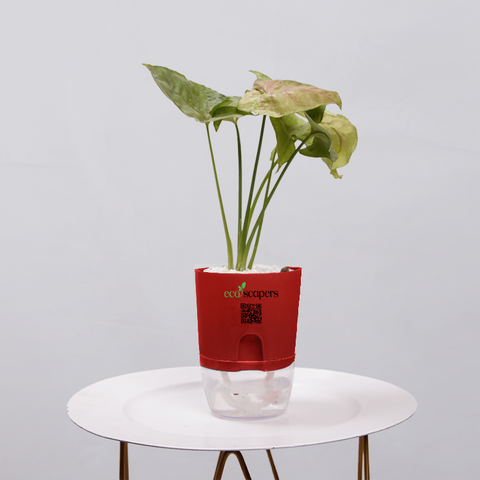 Syngonium Pink (Arrowhead Vine)