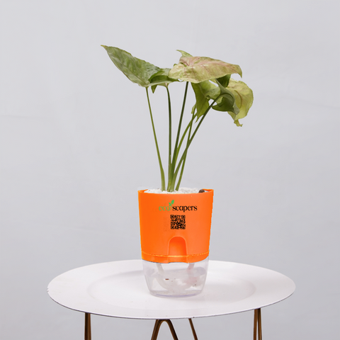 Syngonium Pink (Arrowhead Vine)