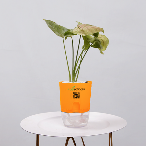 Syngonium Pink (Arrowhead Vine)