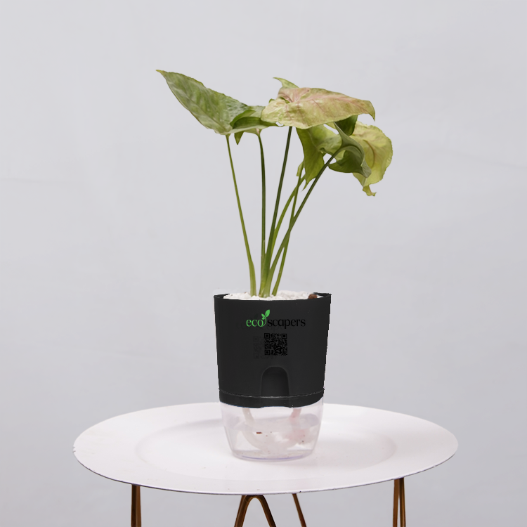 Syngonium Pink (Arrowhead Vine)