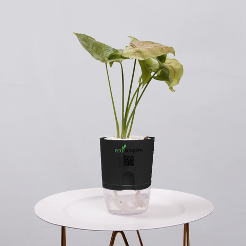 Syngonium Pink (Arrowhead Vine)