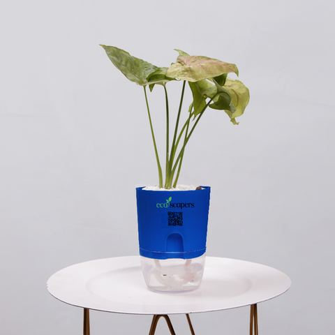 Syngonium Pink (Arrowhead Vine)