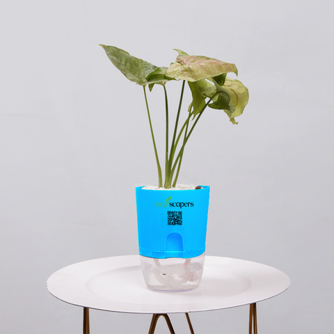 Syngonium Pink (Arrowhead Vine)