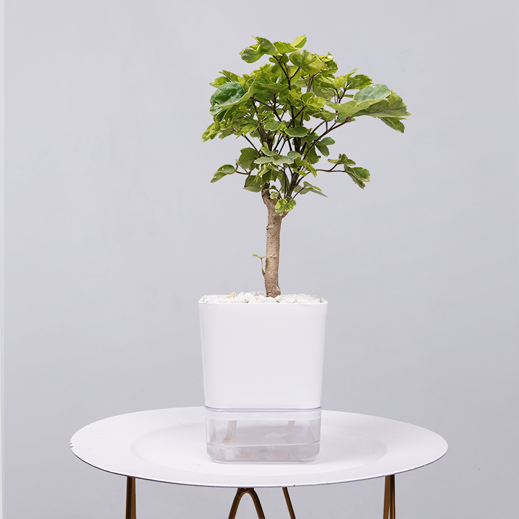 Ficus Bonsai