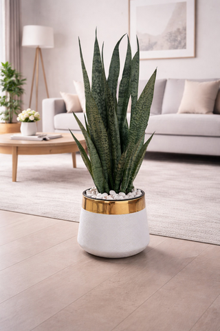 Snake Plant (Sansevieria) With Luxe Planter