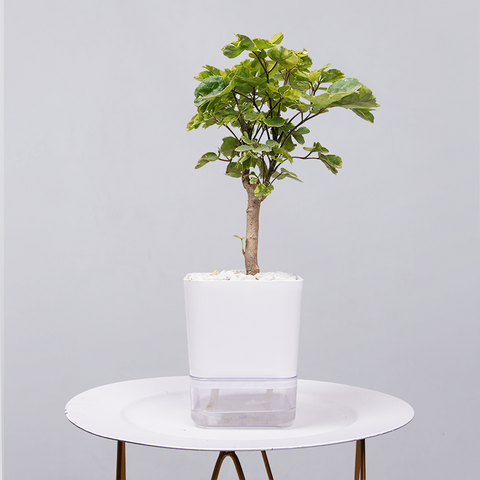 Ficus Bonsai