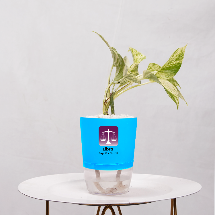 Money Plant Marble Queen