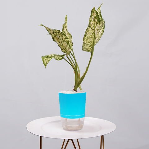 Aglaonema Snow white