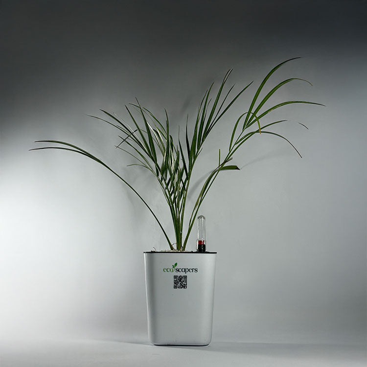 Areca  Golden Cane Palm