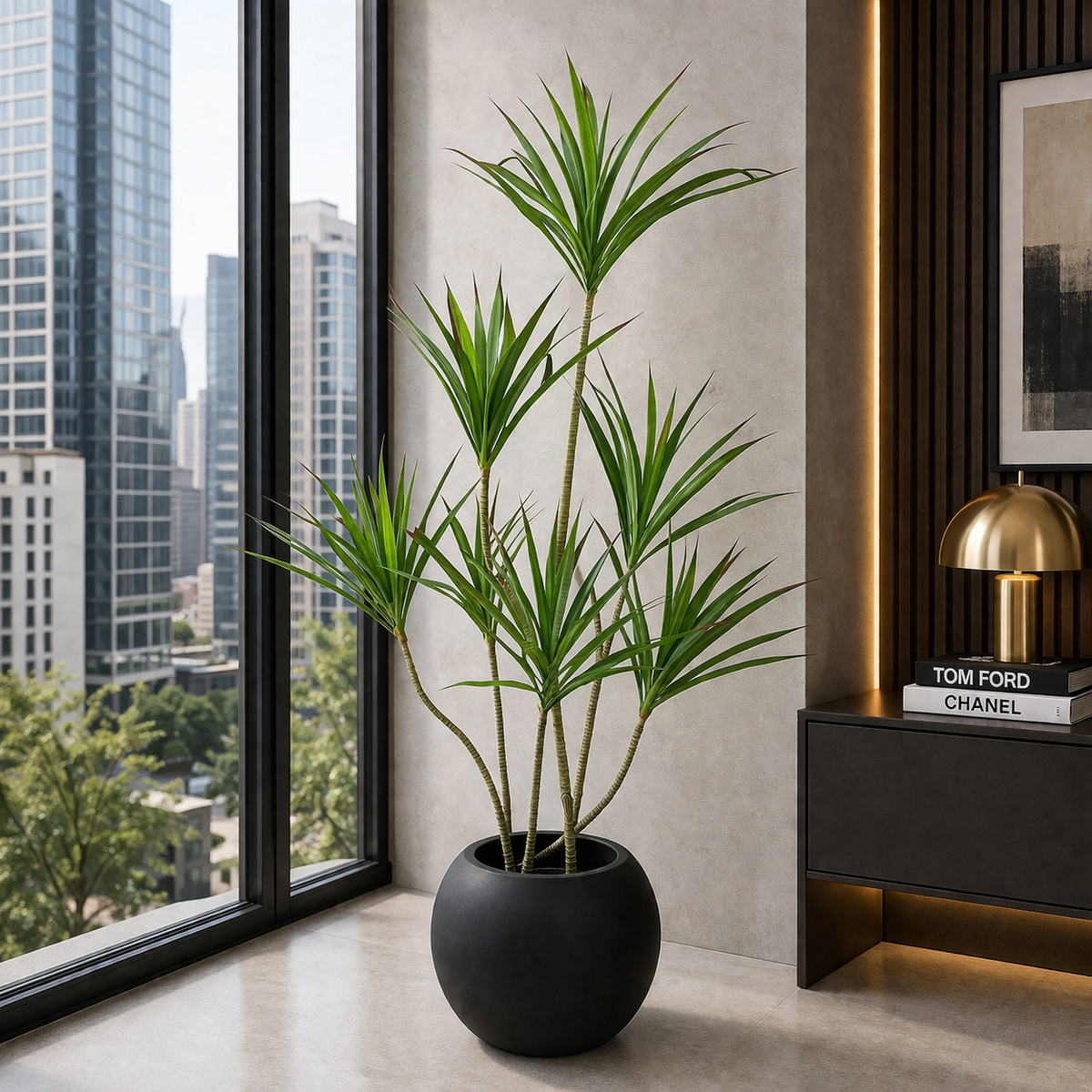 Dracaena Margenata Plant With Planter