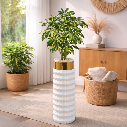 Schefflera