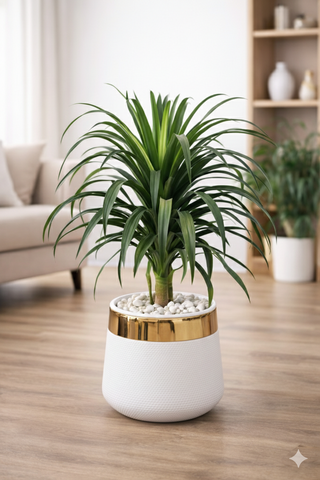 Dracaena Draco With Luxe Planter